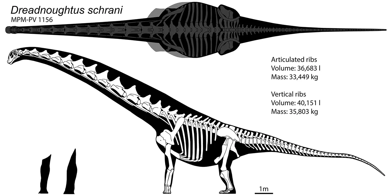 Dreadnoughtus skeletal reconstructions comparing mass estimates for articulated and disarticulated rib cages