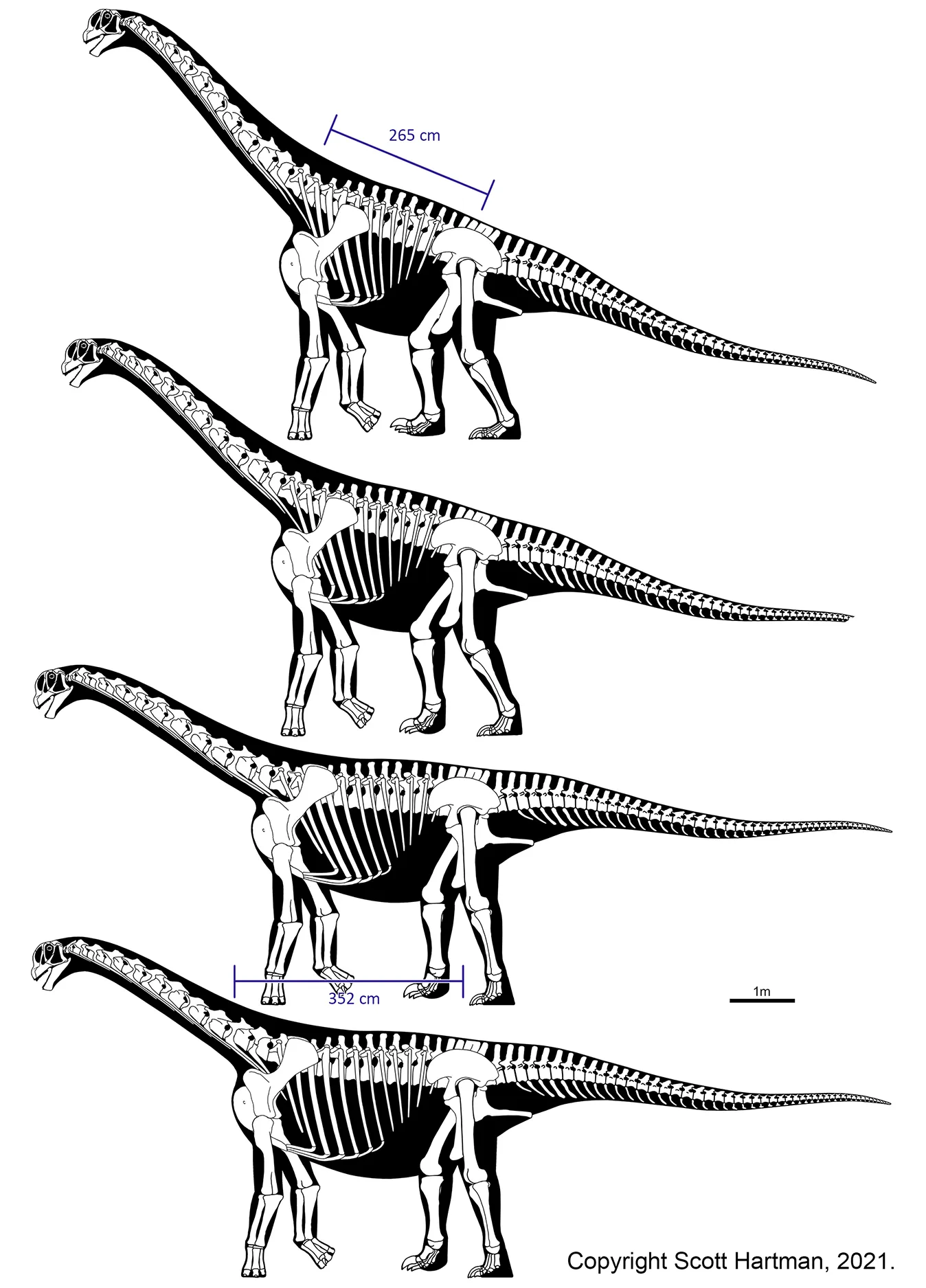 Competing models of pectoral girdle placement impact torso volume and orientation.