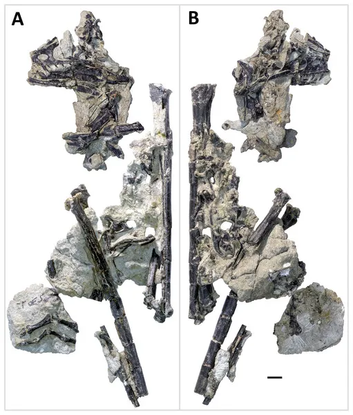 Figure 4: Primary blocks of WYDICE-DML-001.