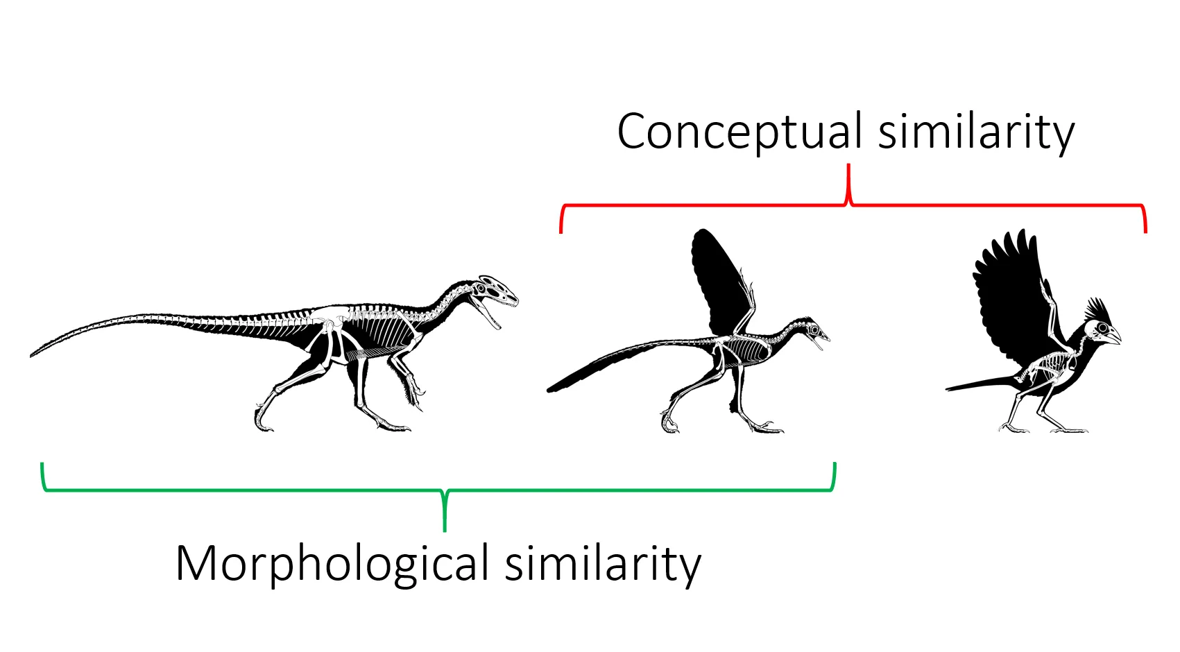 Figure from Operationalizing a late origin of avian flight