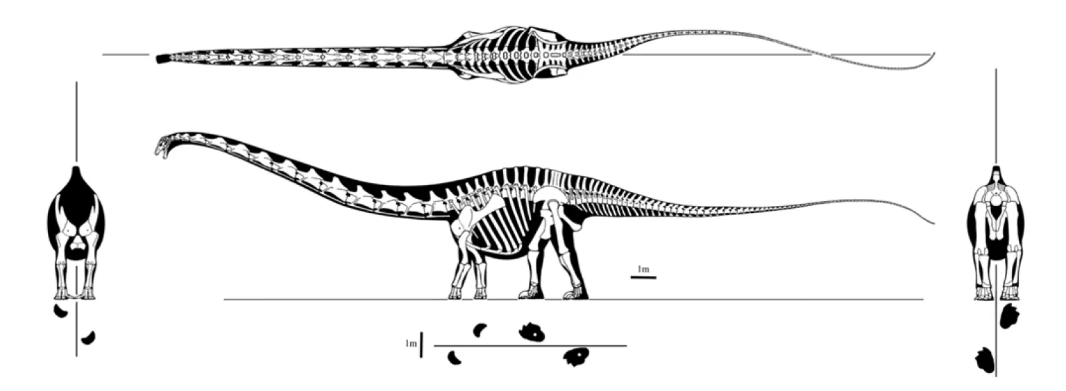 Figure 15. Multiple view skeletal reconstruction used to guide the construction of a physical model for volumetric measurements used in mass estimate.