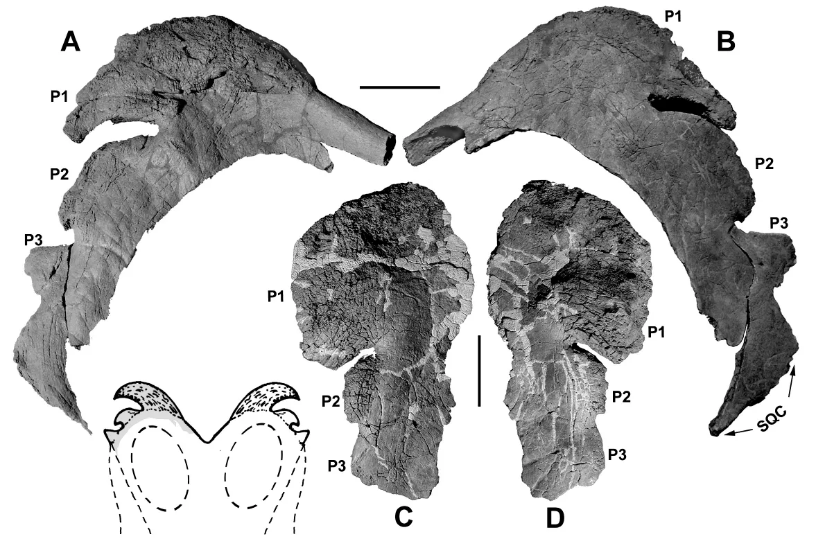 FIGURE 12.2. Medusaceratops lokii parietals. (A) Dorsal and (B) ventral right parietal ramus, WDC-DJR-001; (C) ventral and (D) dorsal left parietal process P1, WDC-DJR-002. Inset is a reconstruction of the frill based on WDC-DJR-001. Pl-3: parietal processes #1-3; SQC: squamosal contact. Scale bar is 10 cm.