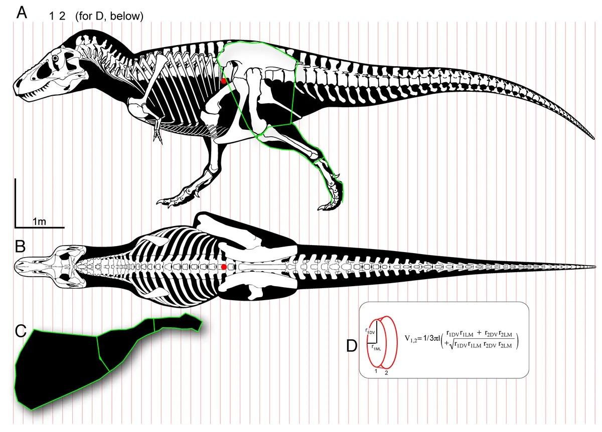 Figure 1: Methods for digitizing body outlines and calculating mass properties, for “maximum tail width” estimate for Tyrannosaurus rex.
