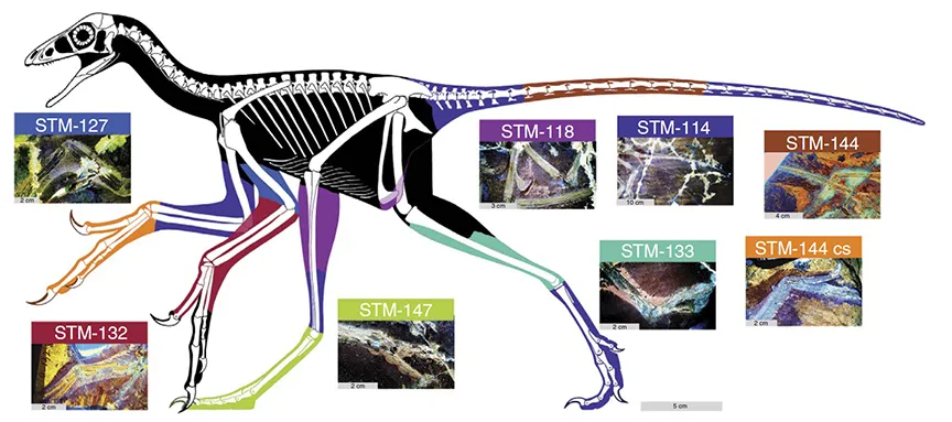 Figure 1 - Reconstructed body outline of basal paravian Anchiornis using LSF images