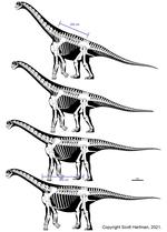 Investigating the impact of competing interpretations of pectoral girdle placement and appendicular function on sauropod head height