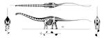Morphology of a specimen of *Supersaurus* (Dinosauria, Sauropoda) from the Morrison Formation of Wyoming, and a re-evaluation of diplodocid phylogeny