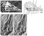 The tenth skeletal specimen of *Archaeopteryx*