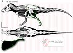 Lower rotational inertia and larger leg muscles indicate more rapid turns in tyrannosaurids than in other large theropods